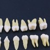 1 caja de dientes modelo dental modelo 28 piezas 1:1