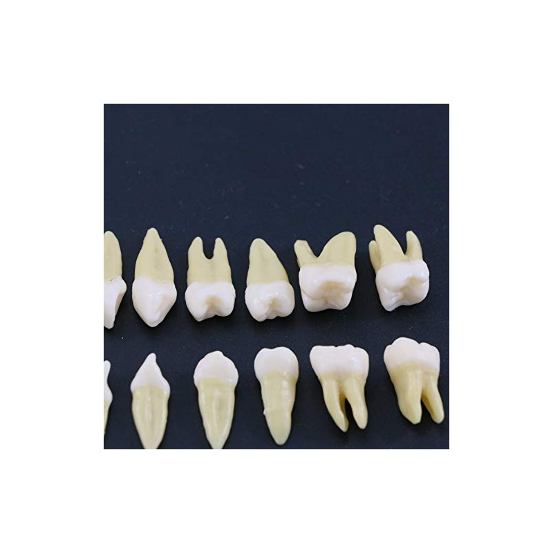 1 caja de dientes modelo dental modelo 28 piezas 1:1