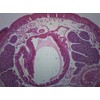 Earthworm, Cross Section - Prepared Microscope Slide - 75 x