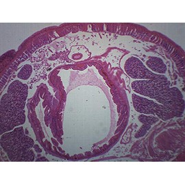 Earthworm, Cross Section - Prepared Microscope Slide - 75 x 25mm - Biology & Microscopy - Eisco Labs