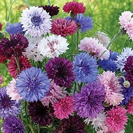 Non GMO Bulk Cornflower/Bachelor Button Seeds -"Tall Mix" Centaurea cyanus (1/4 Lb) 22,500 Seeds
