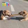 Fancy Pets Juguete de SOGA Tejida con Pelota de Tenis