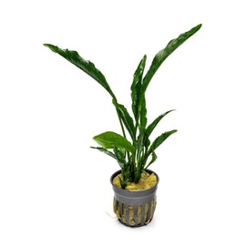 SubstrateSource Live Jungle Plants - Anubias Heterophylla ‘Supernova’ - Large Leaf Rhizome Plant for Midground to Background Freshwater Aquascapes, Low Light Accent - Pot