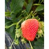 Strawberry Seeds for Home Garden Decor - 300 Pcs