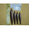 HOME MADE 40 PCS VERTICAL JIG/ANCHOVY/FA