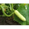 Long Chinese Cucumber White Delicacy Exotic Vegetable Seeds for Planting
