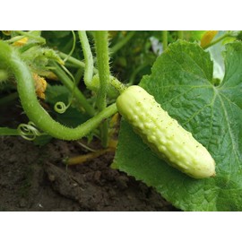 Long Chinese Cucumber White Delicacy Exotic Vegetable Seeds for Planting About 10 Seeds