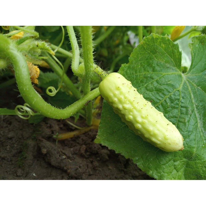 Long Chinese Cucumber White Delicacy Exotic Vegetable Seeds for Planting