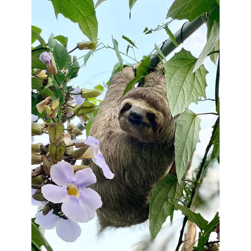 Sloth Life Coffee, Whole Bean Costa Rica, Naranjo Blend, Medium