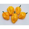 Papa Dreadie Scotch Bonnet Pepper 10+ Seeds