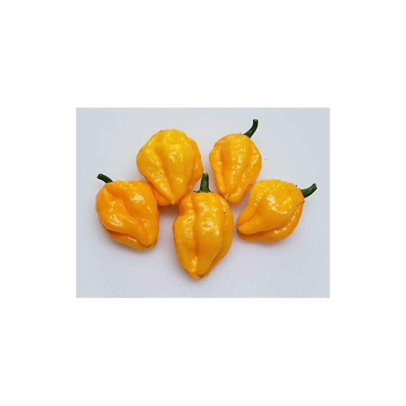 Papa Dreadie Scotch Bonnet Pepper 10+ Seeds