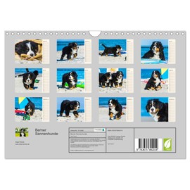 Seebärchen entdecken die Welt - Bernese Mountain Dogs (Wall Calendar 2024 DIN A4 Landscape), CALVENDO Monthly Calendar: Bernese Mountain Dogs Puppies Discover Their World on the Baltic Sea Coast