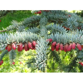 Noble Fir (Abies procera), 10 seeds