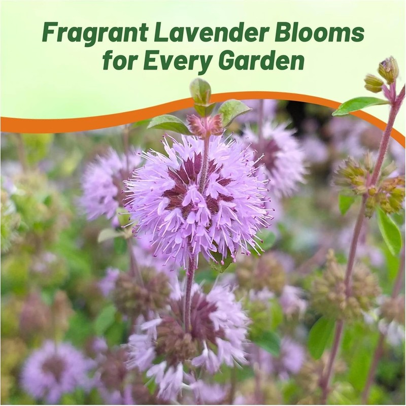 Outsidepride Pennyroyal Herb Seeds - 10,000 Pcs. Perennial, Drought Tolerant