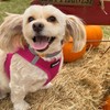 Best Pet Supplies Voyager Step-in Air Harness - All Weather