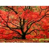 Red Japanese Maple - Live Plant 2-3 feet Tall -
