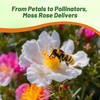 Outsidepride White Moss Rose Seeds - 5000 Pcs Annual, Drought