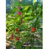 Carolina REAPER Super HOT Pepper Seeds Unique Creek Homestead Certified