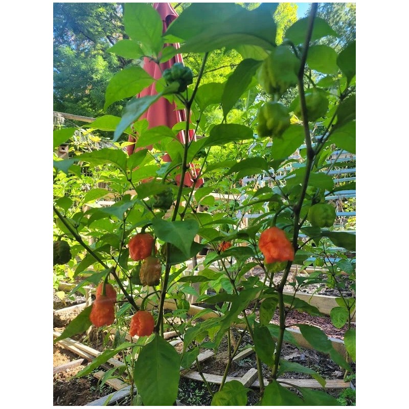Carolina REAPER Super HOT Pepper Seeds Unique Creek Homestead Certified