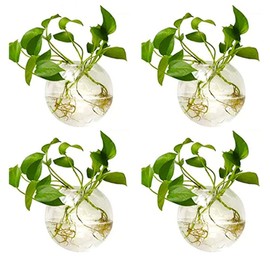 NUPTIO - Soporte para colgar en la pared: 4 piezas de vidrio transparente para plantas de propagación de terrario, macetas redondas para plantas de agua, florero de flores, contenedor de suculentas
