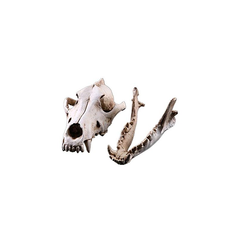 VOANZO Resin Wolf Skull Model Replica, Dinosaur Tooth Skull Fossil,