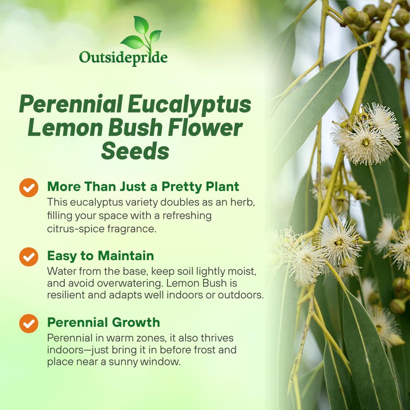 Outsidepride Lemon Bush Eucalyptus Seeds - 25 Pcs. Perennial, Easy