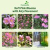Outsidepride Pink Anemone Seeds for Planting - 100 Pcs Hardy,