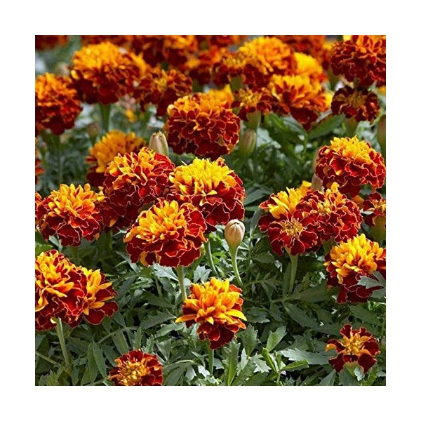 Outsidepride Tagetes Patula Marigold Flame Flower Seeds - 1000 Seeds