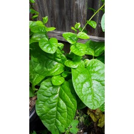 Mai's Family 100 Organic Green Stem Malabar Spinach Alugbati Mong Toi Poi Sang Ceylon seeds