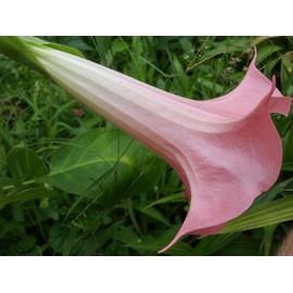 Butterfly Pink Brugmansia Angels Trumpet Live Tropical Plant Coral Pink Fragrant Flower Starter Size 4 Inch Pot Emeralds TM