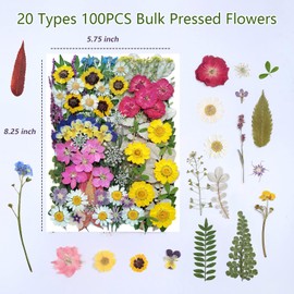 100 PCS Real Dried Pressed Flowers Leaves Natural Plant Herbarium for DIY Resin Mold Jewelry Making Craft (20 Styles)