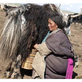 Fresh Himalayas Yak Cheese Hard Rock Small Nuts for Men's (100g/25-30 Pcs) - Forget Biting Nail-Keep your mouth Busy, Protein Rich Organic Yak Cheese Chhurpi Nuts for Human - Product of Himalayan, Nepal