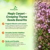 Outsidepride Magic Carpet Creeping Thyme Seeds - 500 Pcs. Perennial,