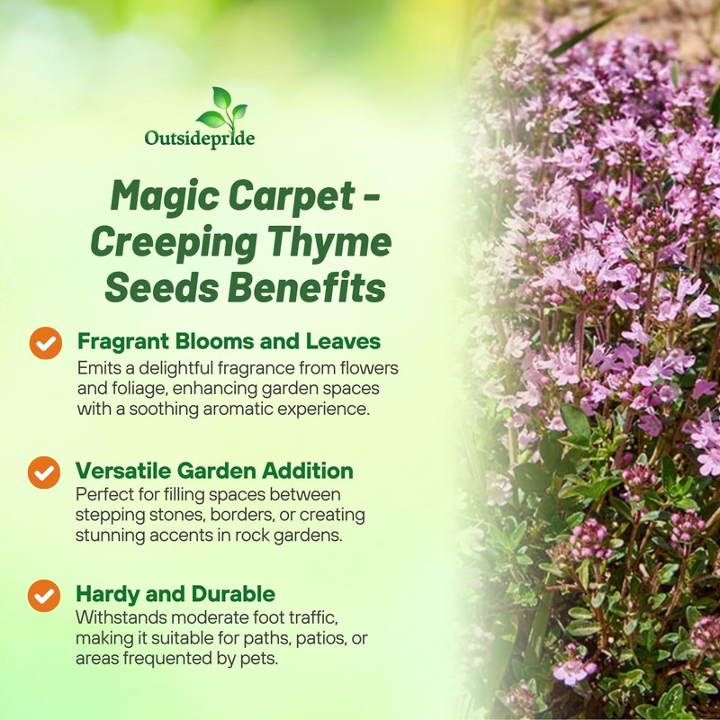 Outsidepride Magic Carpet Creeping Thyme Seeds - 500 Pcs. Perennial,