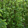 Eden Brothers Basil Seeds - Everleaf Thai Tower