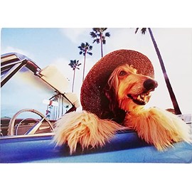 Have A Simply Glorious Day - Happy Birthday Greeting Card with Berger Picard Dog