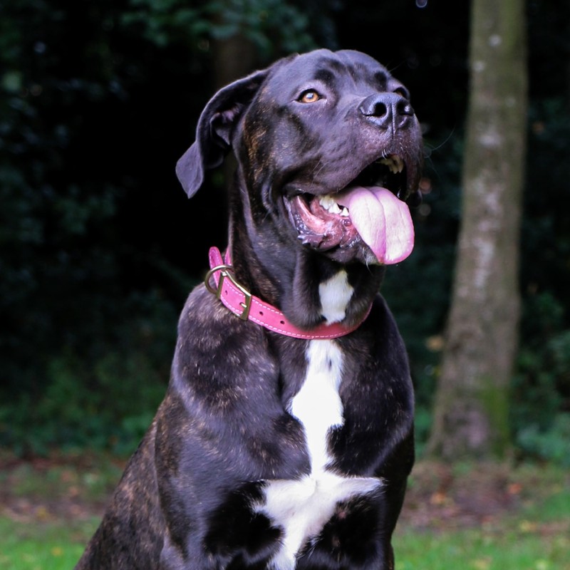 Ancol Timberwolf Premium Leather Dog Collar - Comfortable Durable Pet