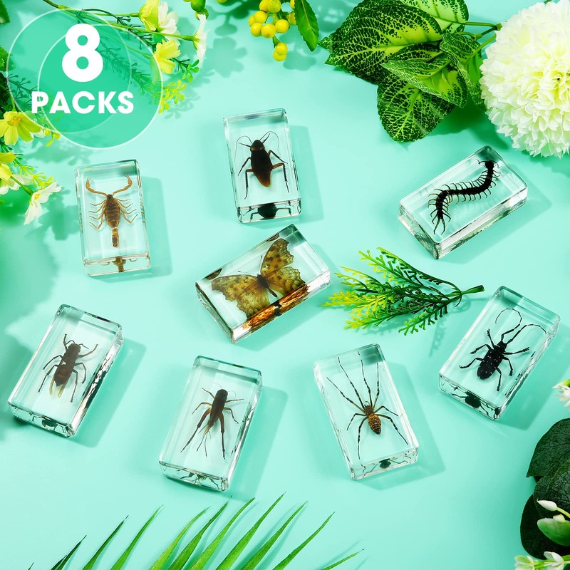 Large Size 8 Pcs Insect in Resin Specimen Bugs Taxidermy