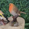 Vivid Arts - British Birds Life Like Robin & Goldfinch