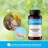 Nettle Capsules 200 Nettle Capsules 1000 mg Daily Dose with