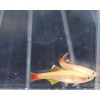 24K White Cloud Mountain Minnow- Tanichthys albonubes- 5 Pack