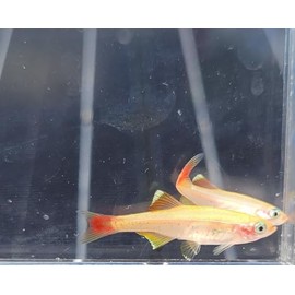 24K White Cloud Mountain Minnow- Tanichthys albonubes- 5 Pack