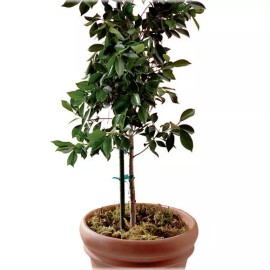 Panacea (25) Panacea  84186 6 ft / 72" HD Green Coated Metal Plant Sturdy Sturdy Stakes