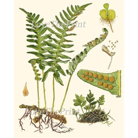 Botanical Set of 6 Prints Unframed Antique Beautiful Ferns Green Forest Nature Home Room Fern Decor Wall Art