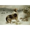 Found Collie Dog & Lamb Print By Walter Hunt