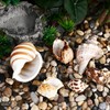 LIOOBO Hermit Crab Shells: 6Pcs Hermit Crab Conch Shells, Sea