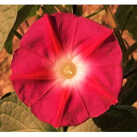 TomorrowSeeds - Scarlet O' Hara Morning Glory Seeds - 100+ Count Packet - for 2024 Ipomoea Nil Japanese Morning Glories Scarlett Red Flower Vine