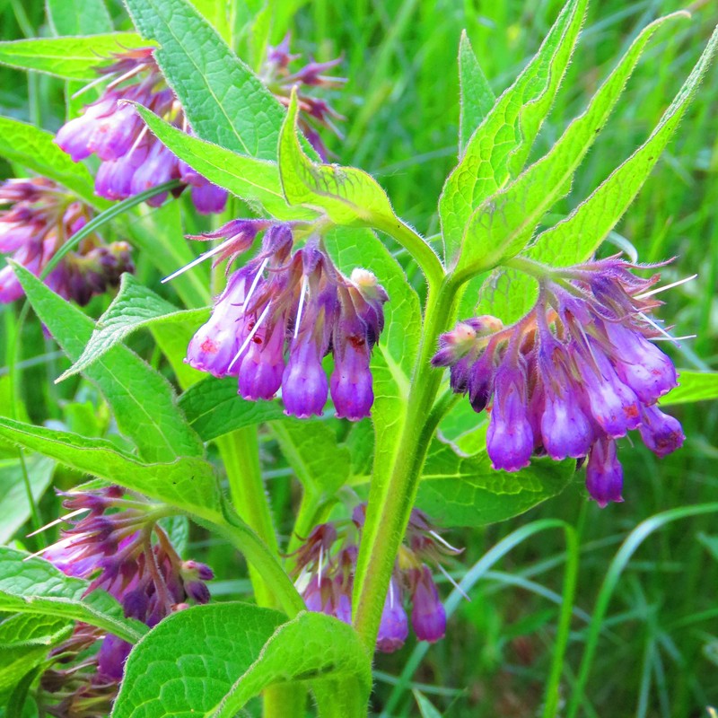 Outsidepride Comfrey Herb Seeds - 200 Seeds