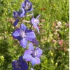 1000 Delphinium Rocket Larkspur Seeds Giant Imperial Mix - Premium