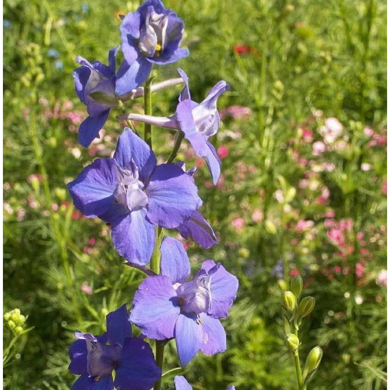 1000 Delphinium Rocket Larkspur Seeds Giant Imperial Mix - Premium